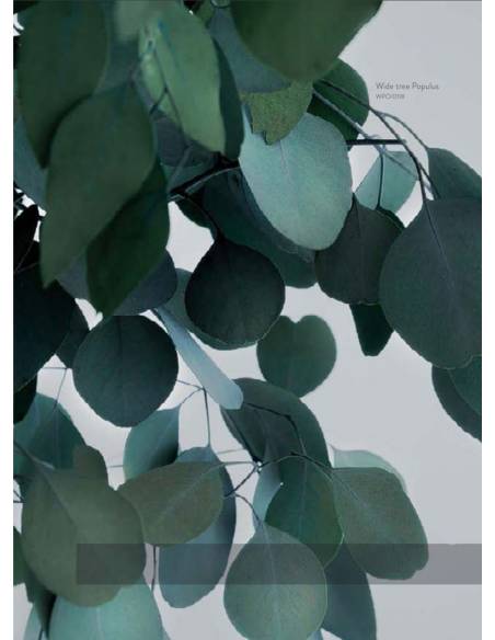 Wide tree Populus