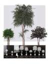 Crown Tree