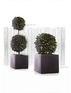 Hedera Spheres