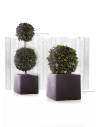 Hedera Spheres