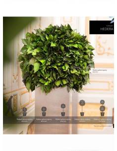 Hedera Spheres 2