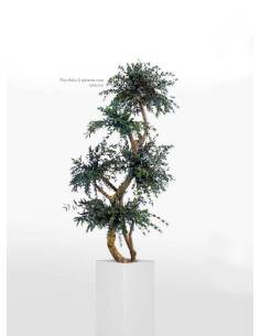 Arbres Parvifolia Sphères