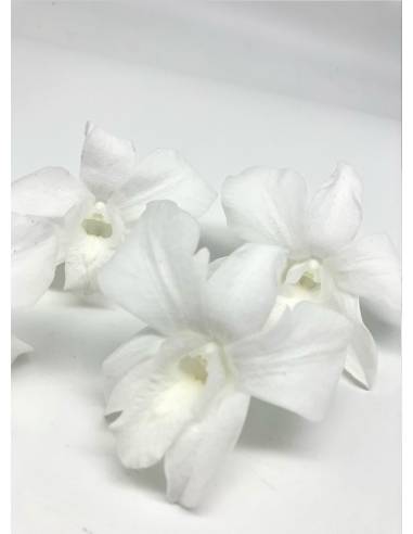 Orchidée Denbrodium Blanche x 1, vue 3