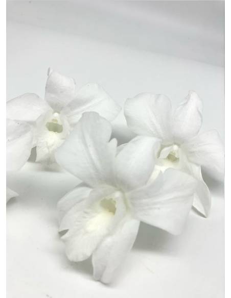 Orchidée Denbrodium Blanche x 1, vue 3