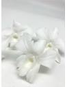Orchidée Denbrodium Blanche x 1, vue 3