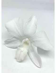Orchidée Denbrodium Blanche x 1