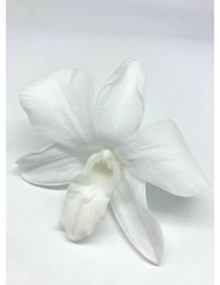 Orchidée Denbrodium Blanche x 1