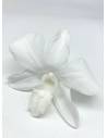 Orchidée Denbrodium Blanche x 1