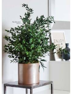 Plante Parvifolia