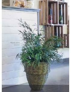 Plante Nicoly