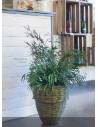 Plante Nicoly