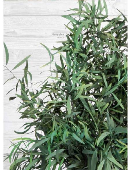 Plante Nicoly, vue 2