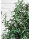 Plante Nicoly, vue 2