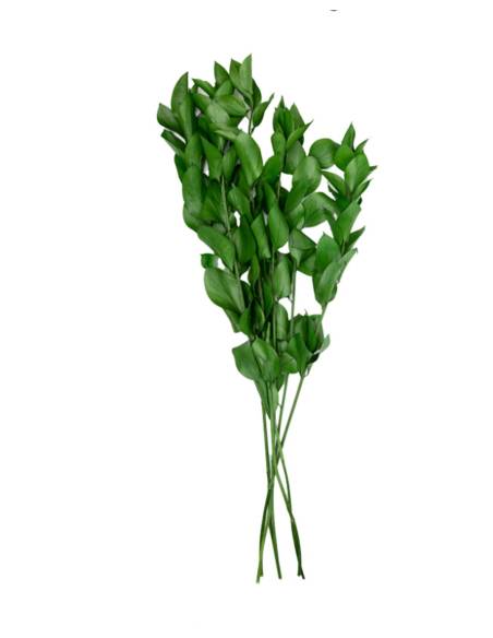 Ruscus vert stabilisé