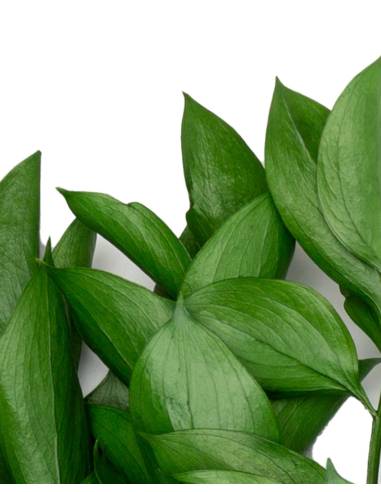Ruscus vert stabilisé, vue 4