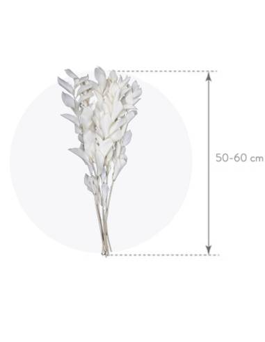 Ruscus Blanc stabilisé, vue 3