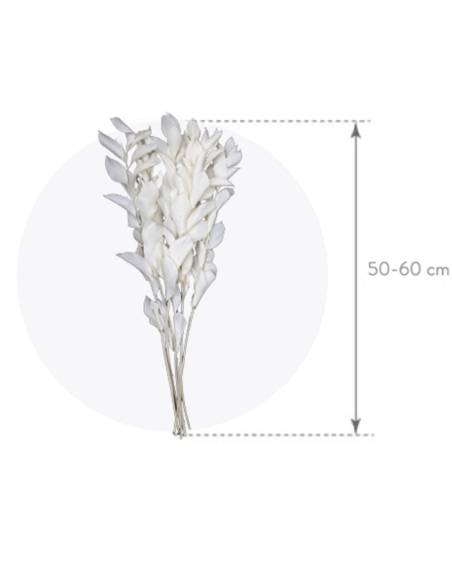 Ruscus Blanc stabilisé, vue 3