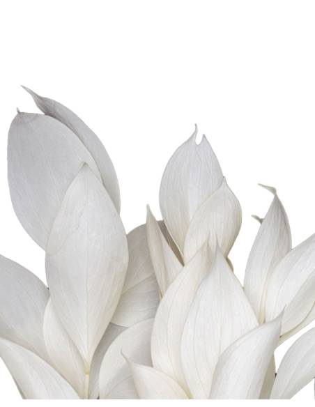 Ruscus Blanc stabilisé, vue 4