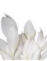 Ruscus Blanc stabilisé, vue 4