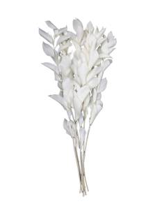 Ruscus Blanc stabilisé