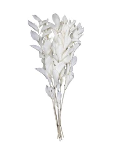 Ruscus Blanc stabilisé