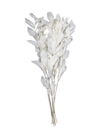 Ruscus Blanc stabilisé