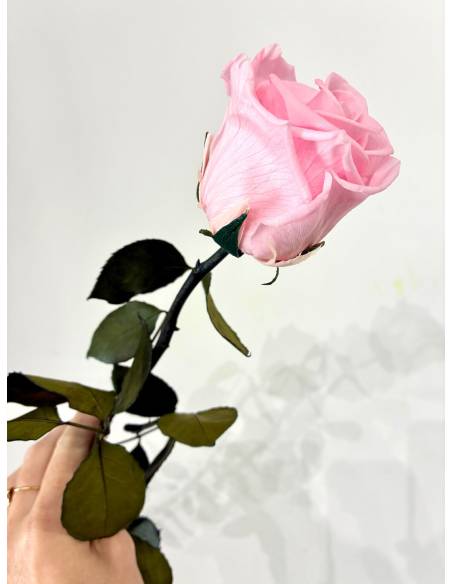 Rose éternelle stabilisée Rose - Gift box, vue 5