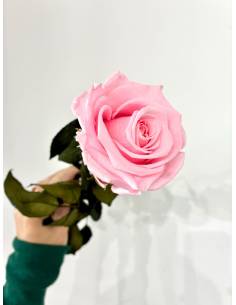 Rose éternelle stabilisée Rose - Gift box