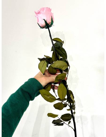 Rose éternelle stabilisée Rose - Gift box, vue 4