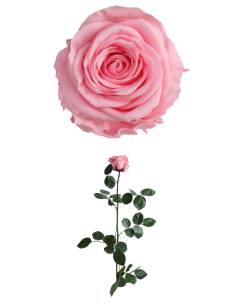 Rose éternelle stabilisée Rose - Gift box 2