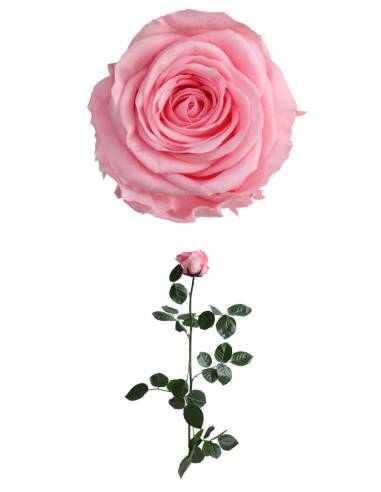 Rose éternelle stabilisée Rose - Gift box, vue 2
