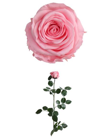 Rose éternelle stabilisée Rose - Gift box, vue 2