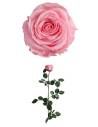 Rose éternelle stabilisée Rose - Gift box, vue 2