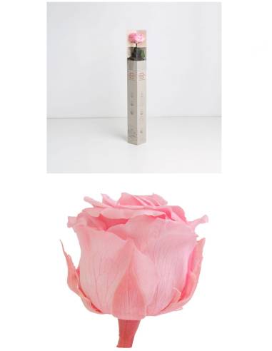 Rose éternelle stabilisée Rose - Gift box, vue 3