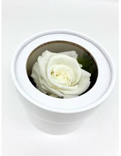 Boîte ronde rose éternelle Blanche 2