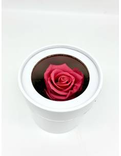 Boîte ronde rose éternelle Rose Fuchsia 2