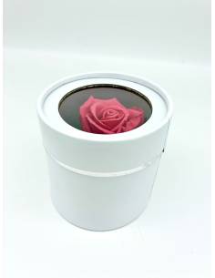 Boîte ronde rose éternelle Rose Fuchsia