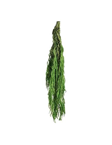 Amarante stabilisée vert amande