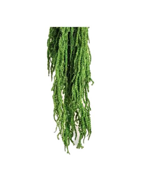 Amarante stabilisée vert citron