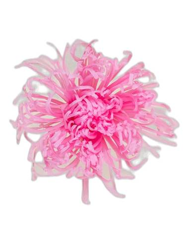 Tête de chrysanthème Anastasia stabilisé rose pâle, vue de face, pétales fins et allongés