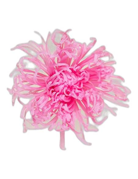 Tête de chrysanthème Anastasia stabilisé rose pâle, vue de face, pétales fins et allongés