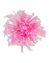 Tête de chrysanthème Anastasia stabilisé rose pâle, vue de face, pétales fins et allongés