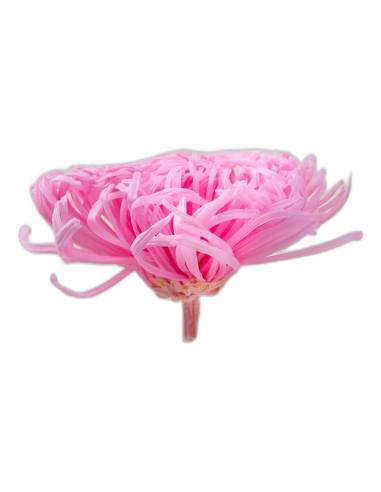 Tête de chrysanthème Anastasia stabilisé rose pâle vue de profil avec son pédoncule