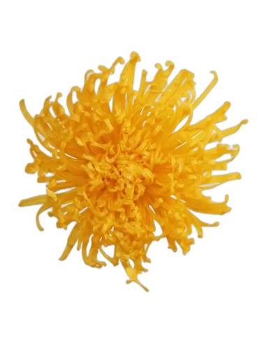 Tête de chrysanthème Anastasia stabilisé jaune chaud, vue de face