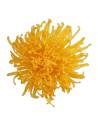 Tête de chrysanthème Anastasia stabilisé jaune chaud, vue de face