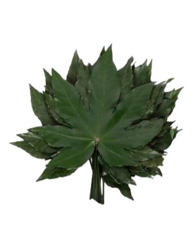 Feuille d'aralia stabilisée en forme d'étoile, vert intense, vue seule sur fond clair