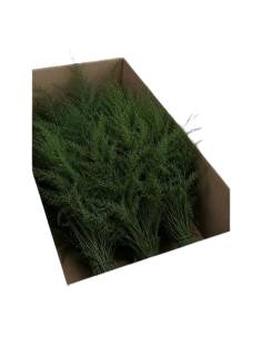 Carton ouvert d'asparagus stabilisé en vrac, plusieurs bottes vertes liées