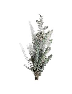 Branches d'eucalyptus Baby Blue stabilisé, petites feuilles rondes bleu-vert sur tiges fines, sur fond uni