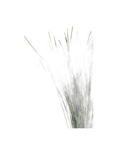 Botte de xérophyllum stabilisé (bear grass), longues feuilles fines et vertes 2
