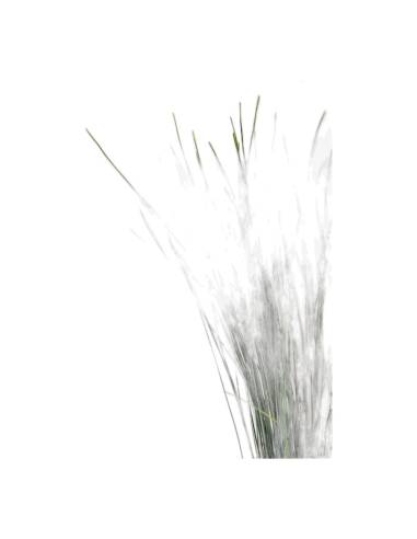 Gros plan sur les feuilles linéaires du xérophyllum stabilisé